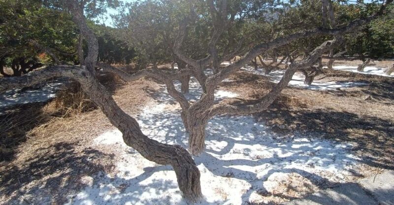 Chios: Mastiha shore excursion - An Honest Look at the Chios Mastiha Tour