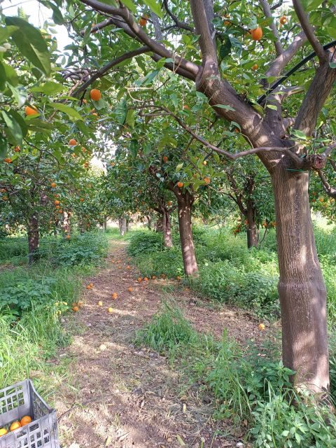Chios: Orange Farm Trip & Tasting - Citrus museum visit - Practical details and tips for your visit