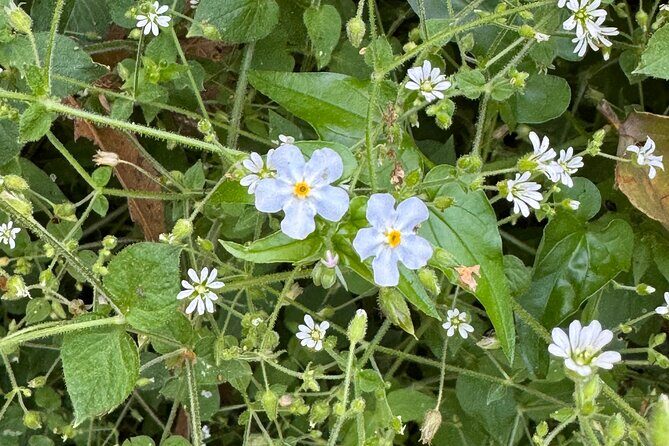 Chipinque Natural Park - Morning / Afternoon Hike (Group/Private) - Frequently Asked Questions
