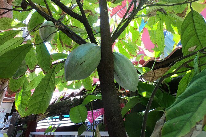 Chocolate Tasting & mayan show - Who Is This Tour Perfect For?