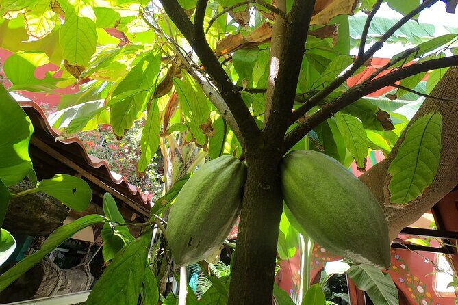 Chocolate Tasting & mayan show - FAQs