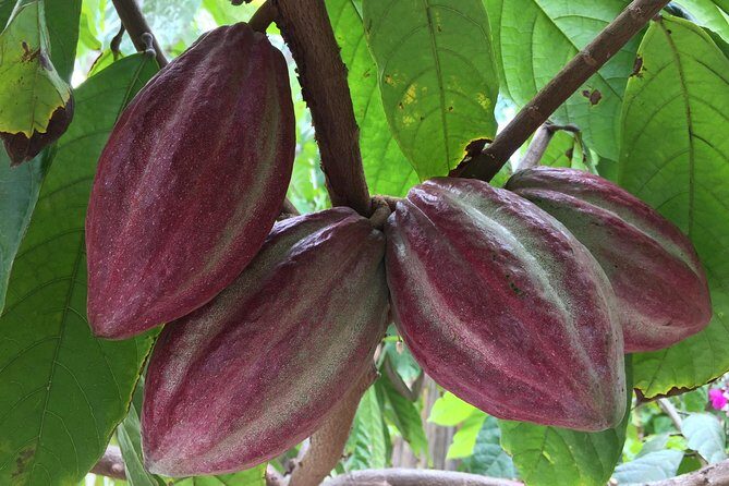 Chocolate Tour in Vallarta - What to Expect from the Tour