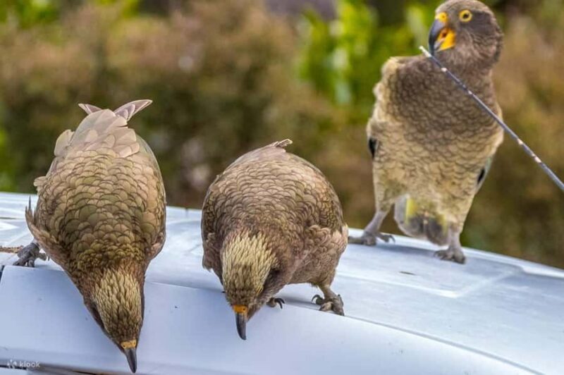 Christchurch: Arthurs Pass & Castle Hill Private Tour - Who Would Love This Tour?