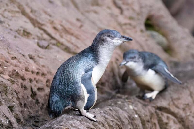 Christchurch International Antarctic Centre Entry Tickets - Final Thoughts