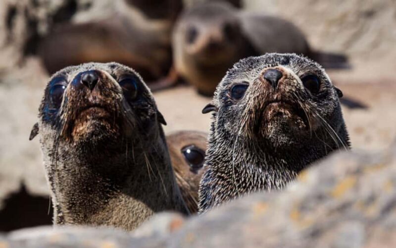 Christchurch: Kaikoura Whale Watching Day Tour - The Scenic Drive and the Journey to Kaikoura