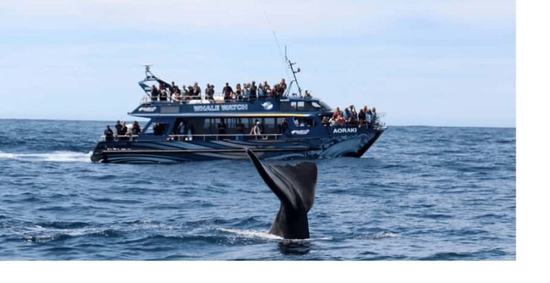 Christchurch: Kaikoura Whale Watching Day Tour - Who is this Tour Best For?