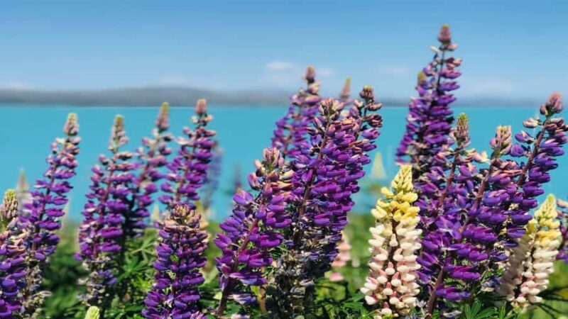 Christchurch: Mt Cook & Tekapo Small-Group Tour (incl Lunch) - Who Should Consider This Tour?