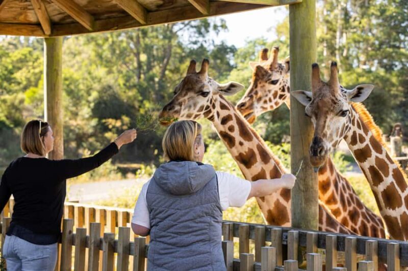 Christchurch: Orana Wildlife Park Admission - An Introduction to Orana Wildlife Park