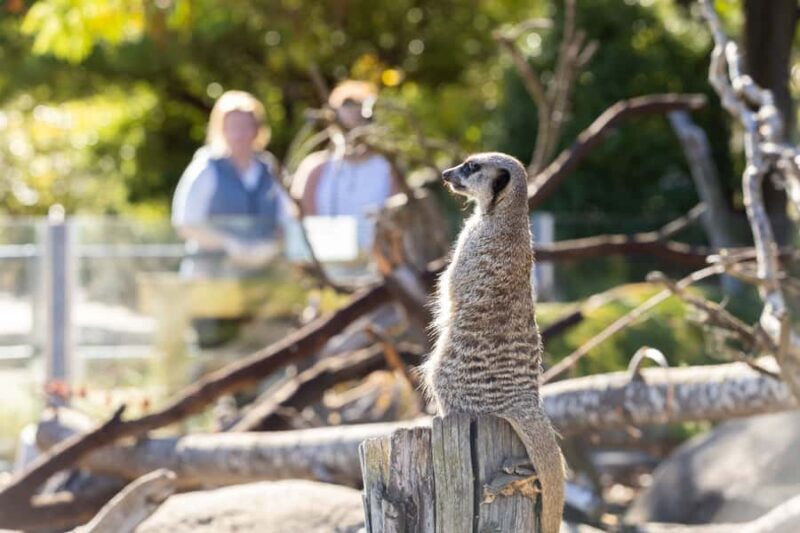 Christchurch: Orana Wildlife Park Admission - Highlights That Keep Visitors Coming Back