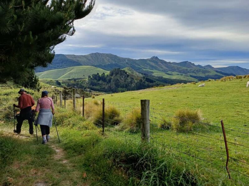 Christchurch: Packhorse Hut Guided Walk and Scenic Drive - Key Points