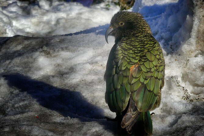 Christchurch to Queenstown One-Way Tour via Mt Cook & Lake Tekapo - Who Is This Tour Best For?