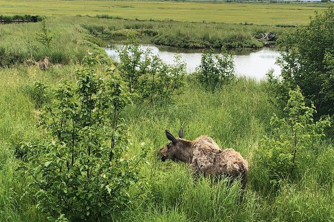 Chugach State Park Nature Walk - The Itinerary: What to Expect and Why It Matters