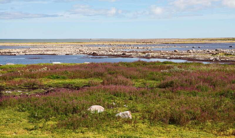 Churchill: Exclusive Tundra Buggy Day Trip - Key Points