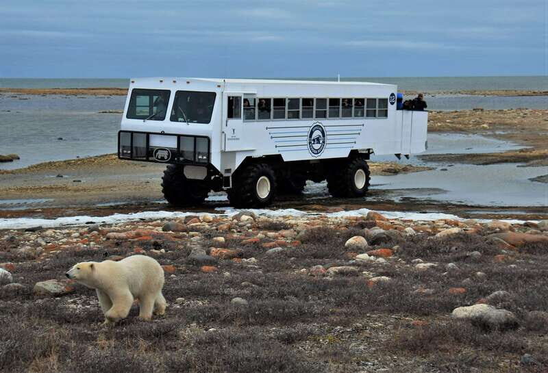Churchill: Exclusive Tundra Buggy Day Trip - An Honest Look at the Tundra Buggy Experience