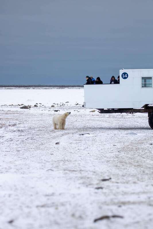 Churchill: Exclusive Tundra Buggy Day Trip - FAQ