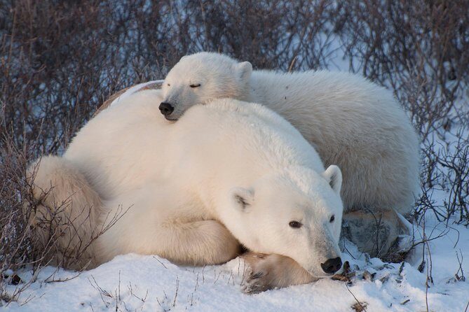 Churchill Polar Bear Experience  5-Night Classic Tour - The Itinerary in Detail
