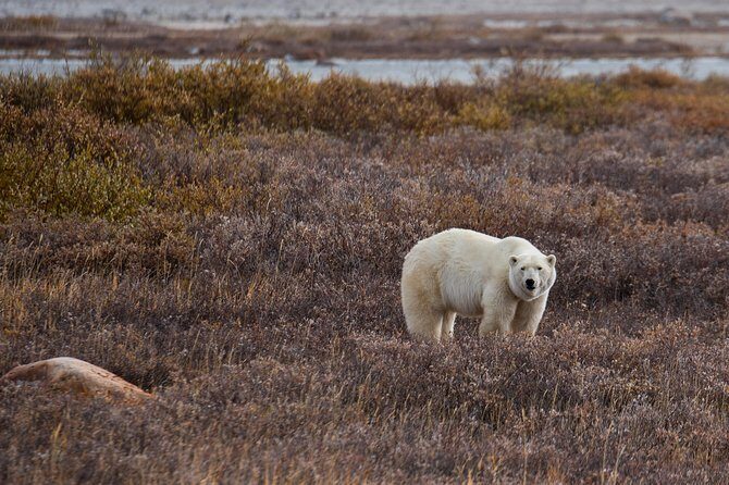 Churchill Polar Bear Experience  5-Night Classic Tour - FAQ