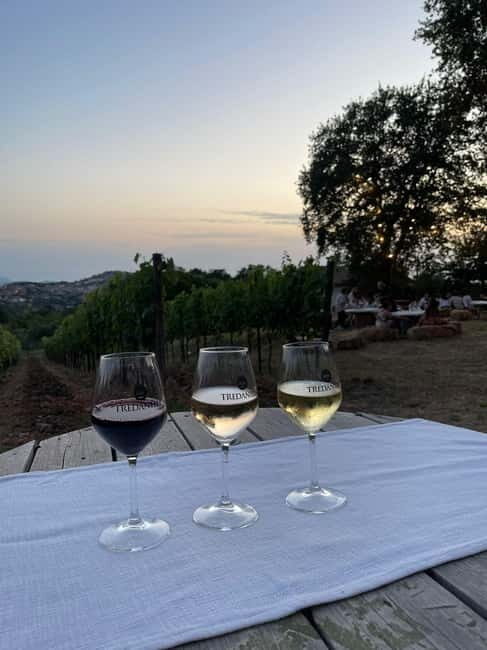 Cilento Wine: Tour & Tasting Experience - A Closer Look at the Cilento Wine Tour & Tasting