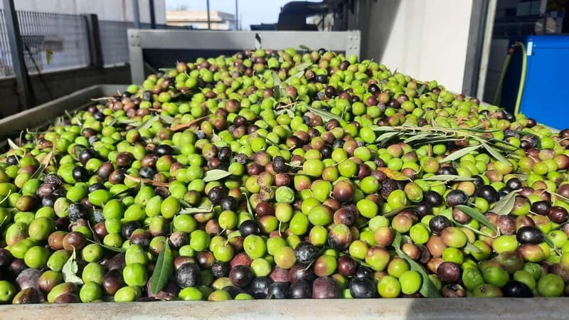 CINISI: OLIVE OIL TOUR- THE OLIVE OIL TASTING AND APERITIF TOUR - FAQ