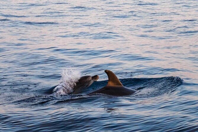 Cinque Terre Boat Tours Experience - Key Points