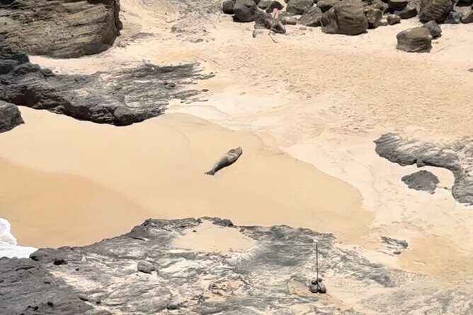 Circle Island Tour: Exclusively for Couples & Honeymooners - Exploring Oahu’s Top Vantage Points and Hidden Gems