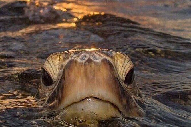 Circle Island tours - swim with turtles,Private & Small Group Tours - The Itinerary: What You’ll See and Do