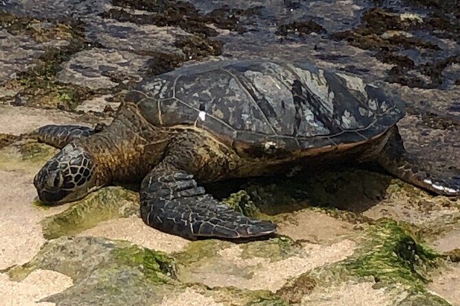 Circle Island tours - swim with turtles,Private & Small Group Tours - Real Traveler Insights