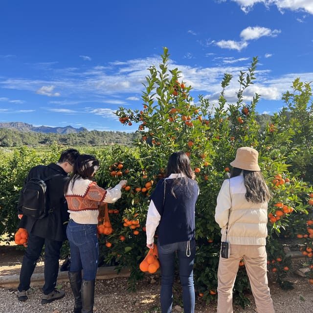 Citrus Treasures: Exploring Valencia's Orange Grove - The Value of This Tour