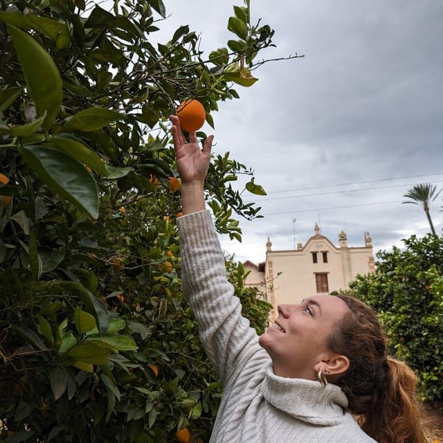 Citrus Treasures: Exploring Valencia's Orange Grove - FAQs