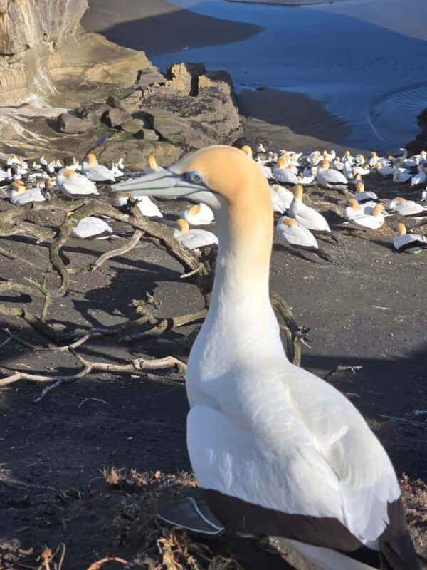 City & Coast & Country A Relaxed Day Tour from Auckland - A Detailed Look at the Experience