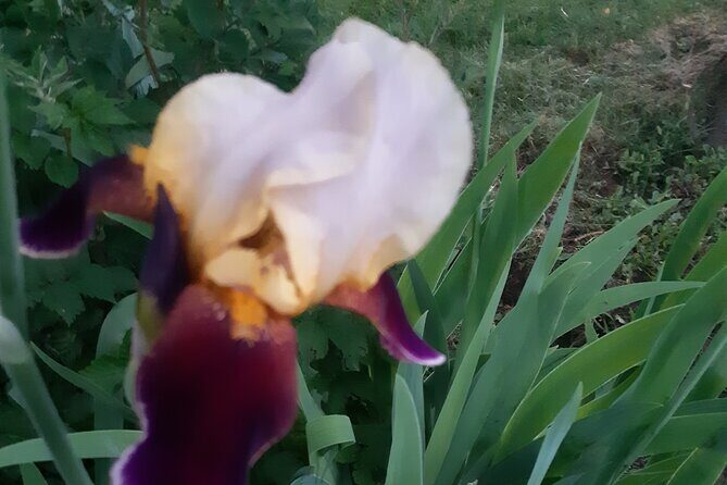 City Tour of Historic Charlottetown Prince Edward Island - An In-Depth Look at the Tour Itself