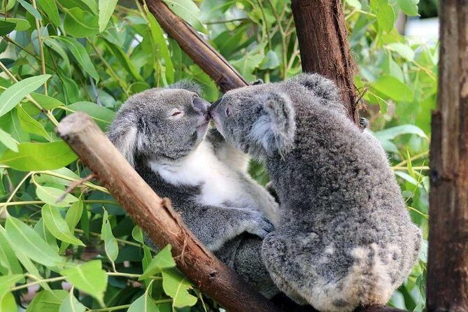 Classic Kuranda by Skyrail and Scenic Railway, Rainforestation & lunch. CKB - A Detailed Look at the Tour Experience