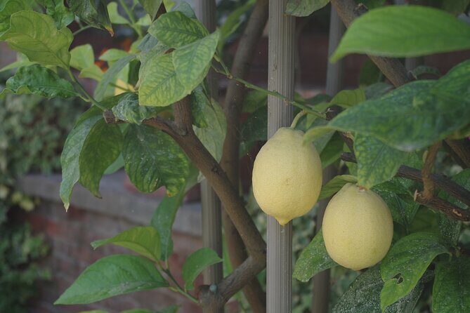 Classic Private Wine Tasting in Castagnole delle Lanze - The Practical Details