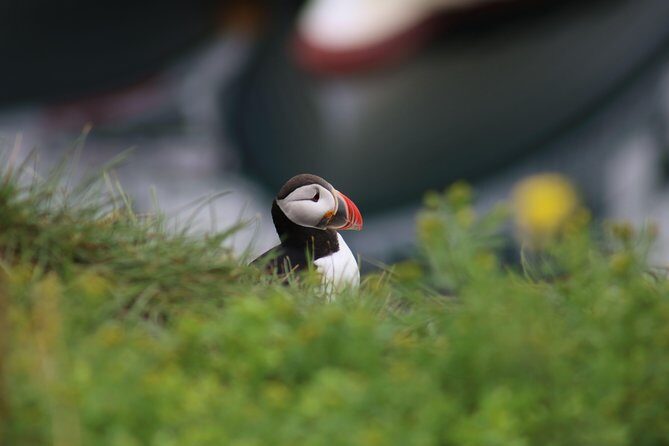 Classic Puffin Watching Cruise from Downtown Reykjavík - Practical Details and Tips