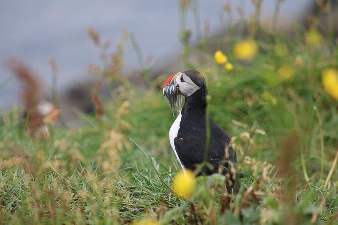 Classic Puffin Watching Cruise from Downtown Reykjavík - Who Is This Tour Perfect For?