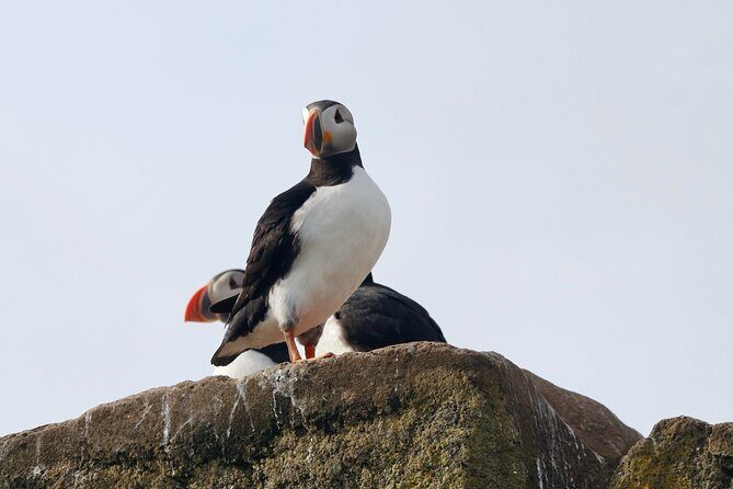 Classic Puffin Watching Cruise from Downtown Reykjavík - FAQ