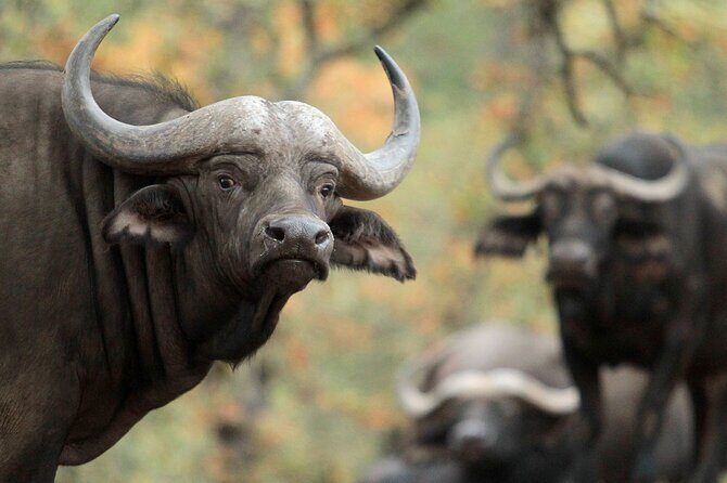 Classic Safari Adventure at Safari West - What Do the Reviews Say?