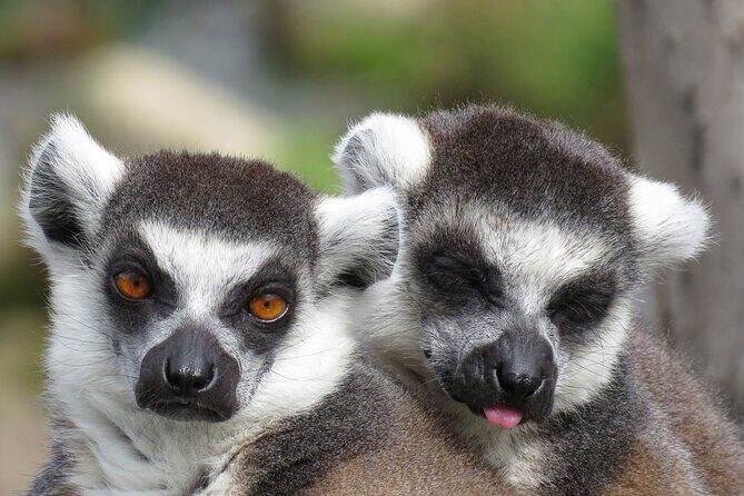 Classic Safari Adventure at Safari West - Who Is This Safari Best For?