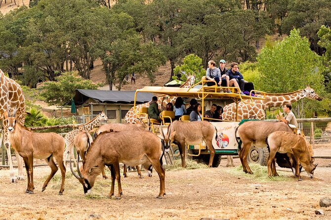 Classic Safari Adventure at Safari West - Final Thoughts