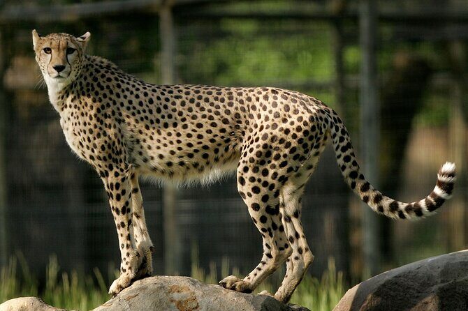 Classic Safari Adventure at Safari West - FAQ