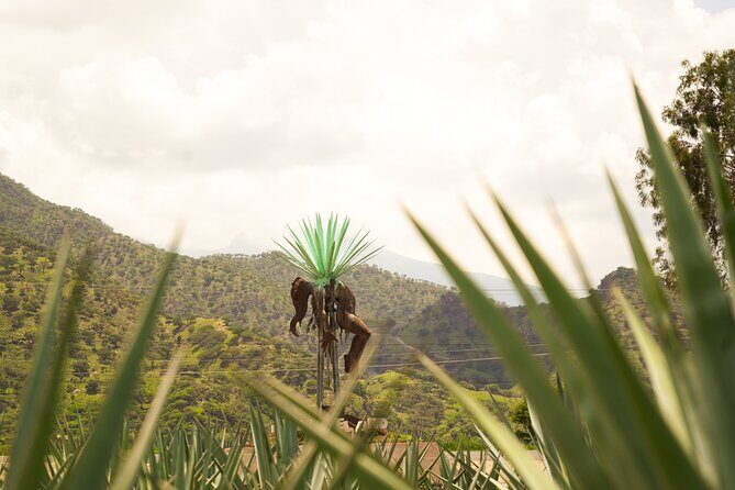 Classic Tequila Tour and CANTARITOS EL GÜERO - The Itinerary in Detail