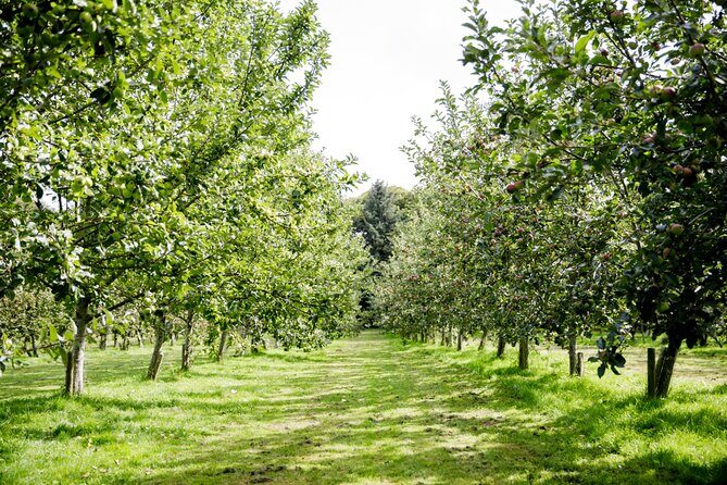 Classic Vineyard Distillery Tour and Tasting Experience in Jersey - Exploring the Classic Vineyard, Distillery, and Tasting Experience in Jersey