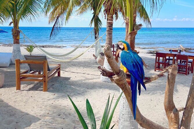 Clear Boat and Island Tour by Buggy with Mayan Experience - What to Expect from the Tour