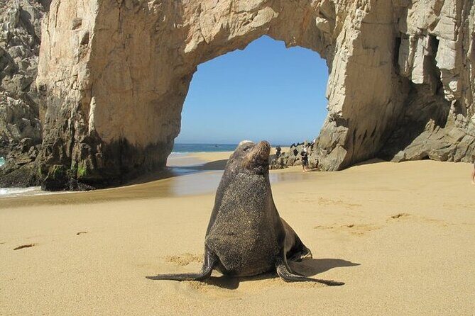 Clear Boat Ride with City Tour in Los Cabos - Who Would Love This Tour?