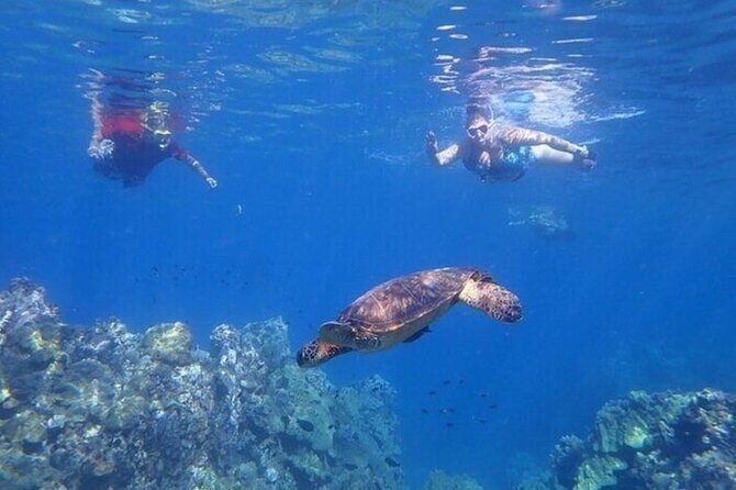 Clear Bottom Kayak and Snorkel Experience at Turtle Reef Olowalu - Considering the Downsides