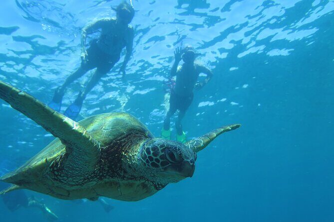 Clear Bottom Kayak and Snorkel Tour at Turtle Town, Makena - Final Thoughts