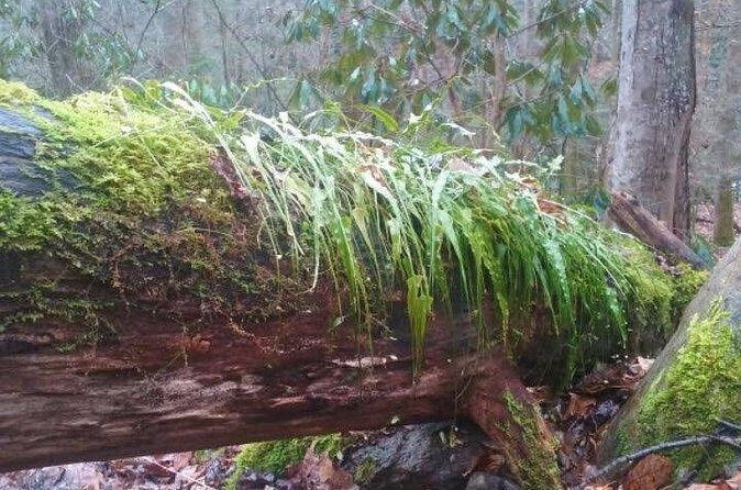 Clear Creek Falls Hike - Who Should Consider This Tour?
