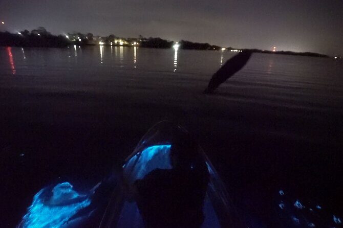 Clear Kayak Bioluminescence Tour - What to Expect from the Tour