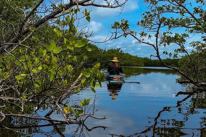 Clear Kayak Ecotour at Robinson Preserve in Bradenton, Florida - What to Expect from the Robinson Preserve Ecotour