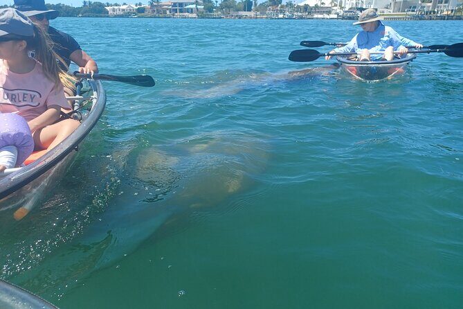 Clear Kayak Glass Bottom Day Tour - Anna Maria Island - The Value for Money
